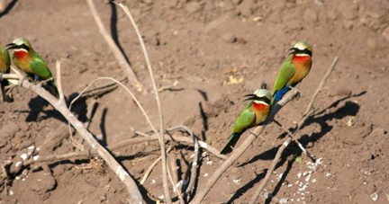 bee-eaters
